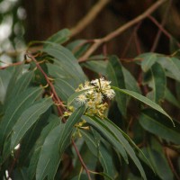 Eucalyptus microcorys F.Muell.